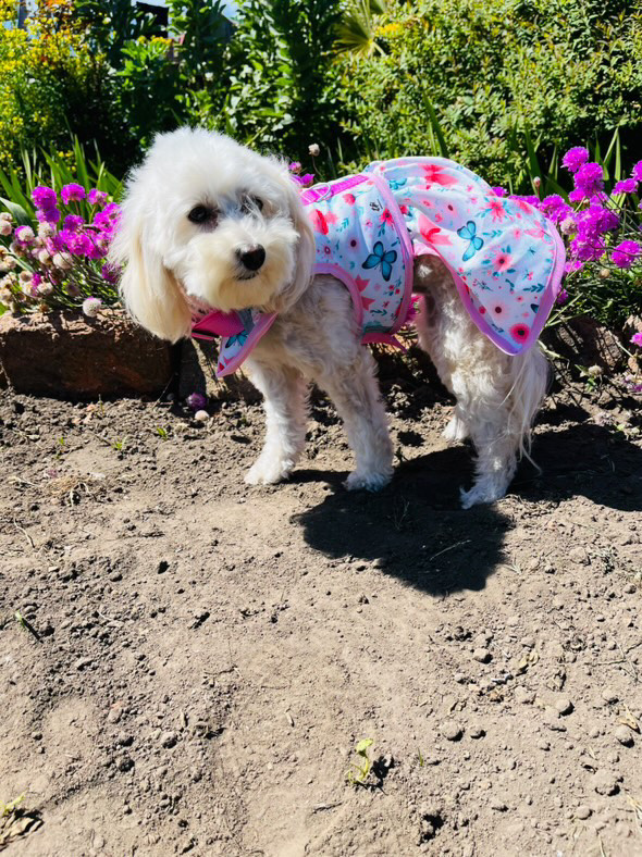 arnes coqueta del jardin